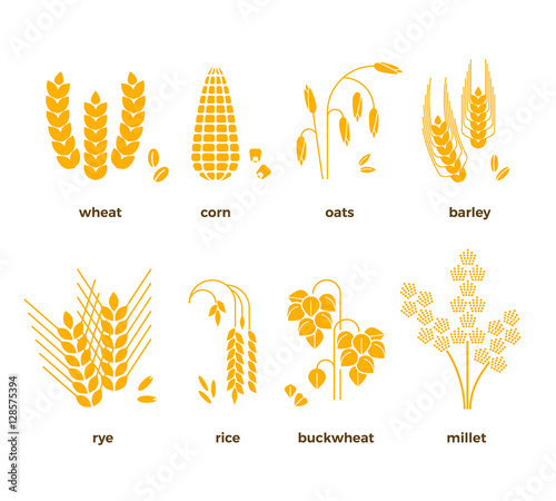 Cereal grains vector icons. rice, wheat, corn, oats, rye, barley