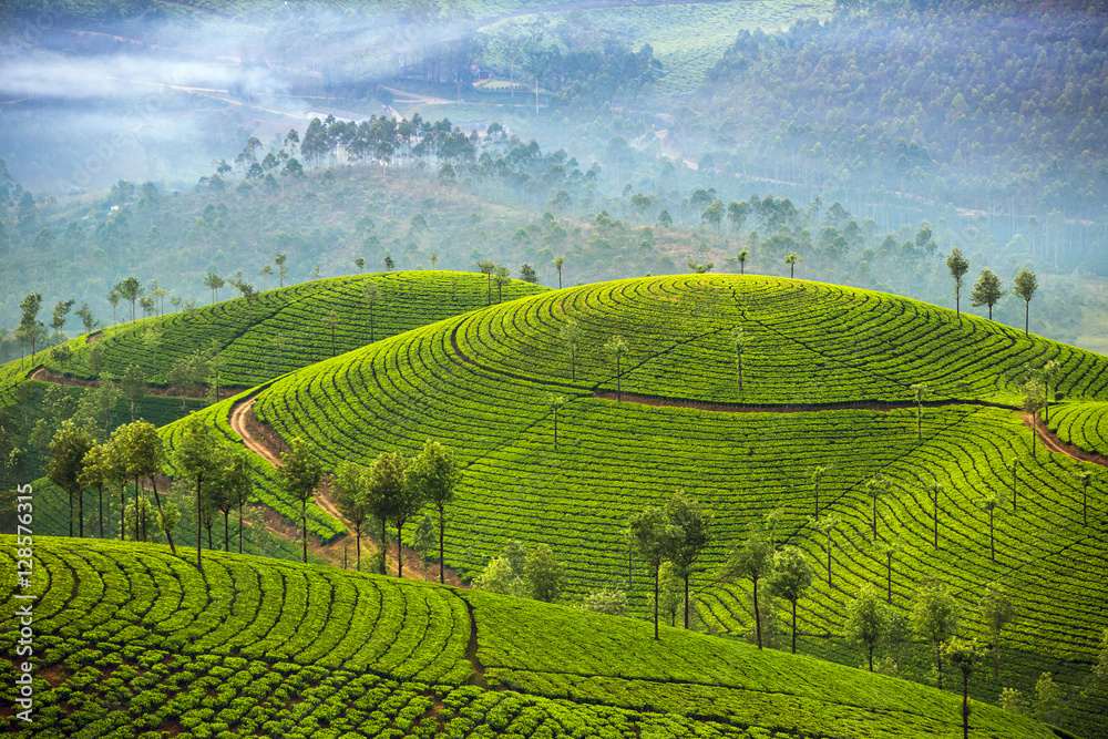 Naklejka premium Plantacje herbaty w Munnar, Kerala, Indie