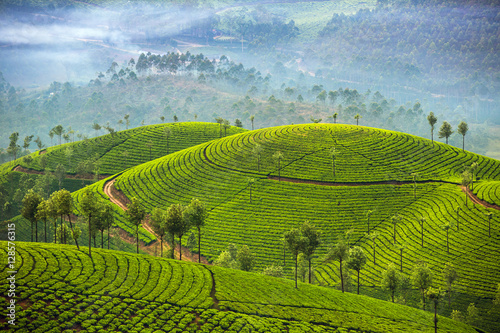 Tea plantations in Munnar, Kerala, India photo