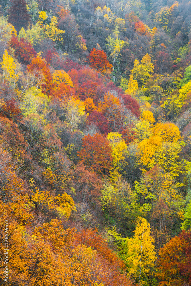 Aerial view of a colorful forest in autumn