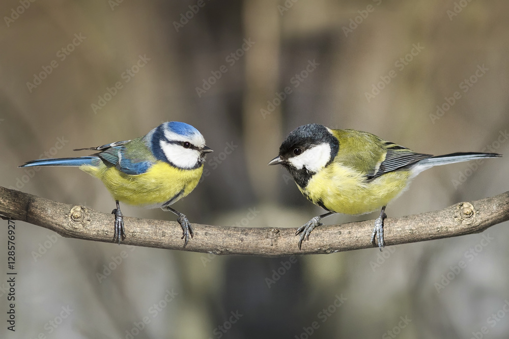 Obraz premium tit and blue tit sitting on a branch next to the Park