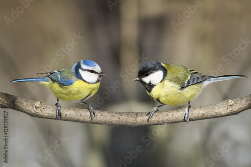 tit and blue tit sitting on a branch next to the Park