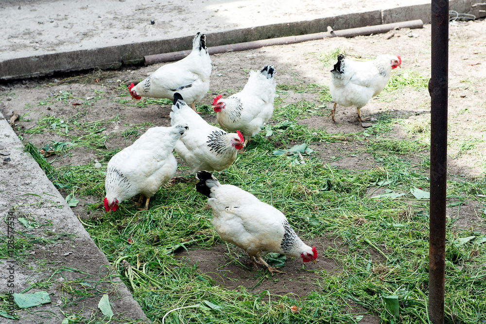White chicken walking on the chicken coop in the spring. Agriculture. Ornithology. Poultry yard. White chicken walking on the chicken coop in the spring. Agriculture. Ornithology. Poultry yard.