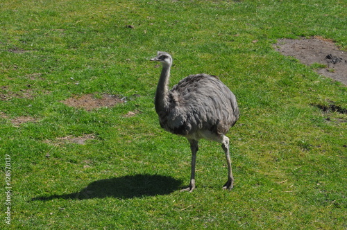 Emu - Vogelstrauß