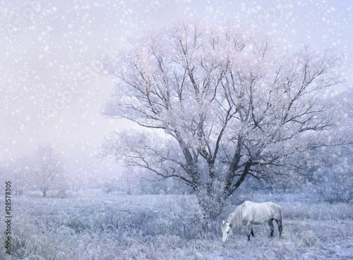 winter fairy tale landscape with white horse grazing under snow covered tree