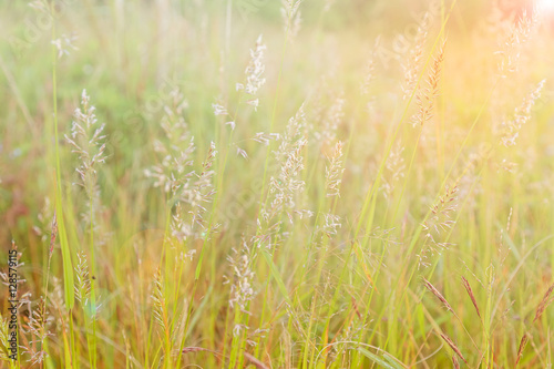 smooth meadow  Making light soft and blur.