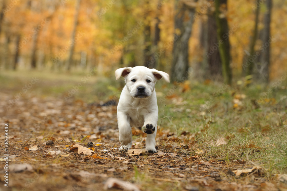 Yellow Labrador retriever puppy in autumn scenery