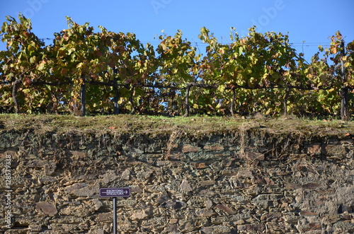 Parete scistosa di un vigneto della Valle del Douro