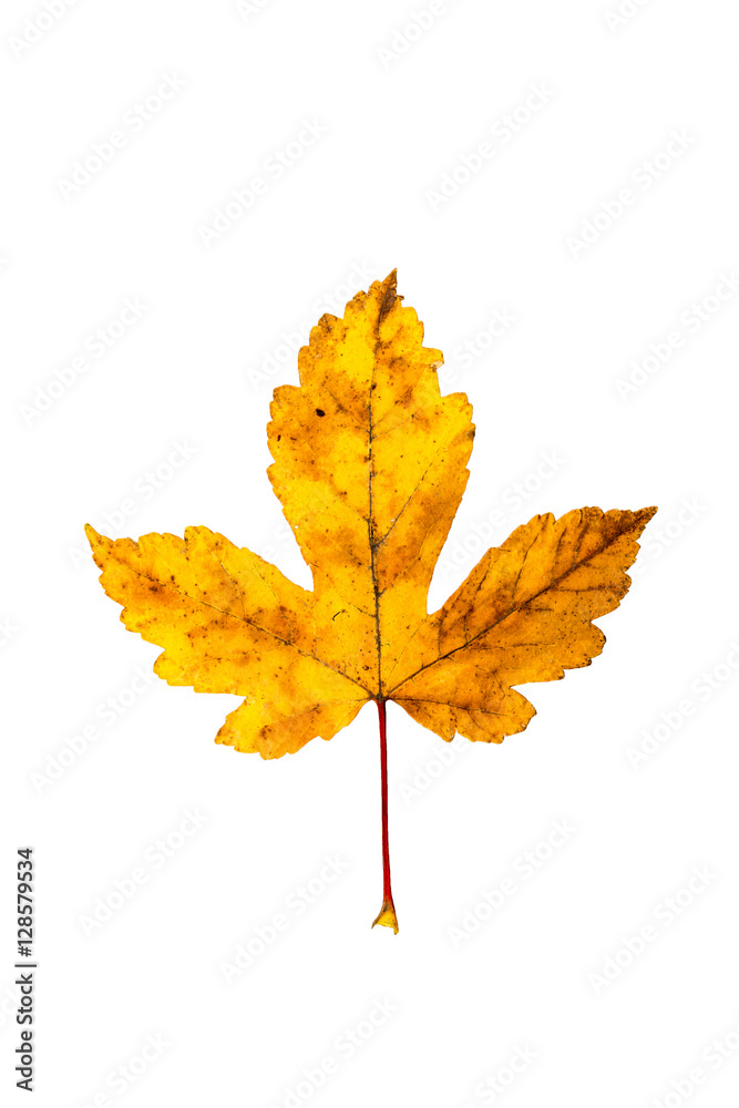 Fototapeta premium Closeup Photograph of autumnal withering maple tree or acer tree