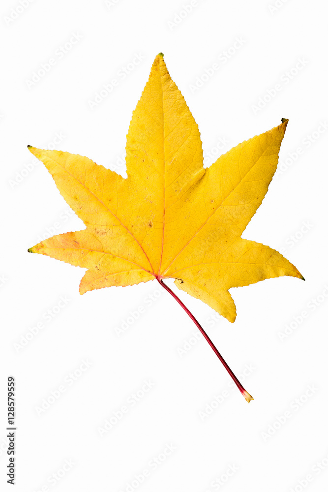 Closeup Photograph of autumnal withering maple tree or acer tree Closeup Photograph of autumnal withering maple tree or acer tree