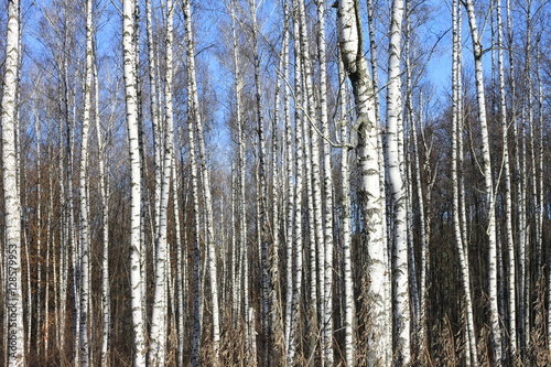 Beautiful landscape with white birches. Birch trees in bright sunshine. Birch grove in autumn. The trunks of birch trees with white bark. Birch trees trunks.