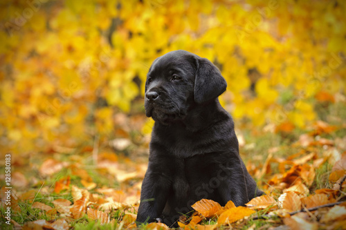 Black Labrador retriever puppy in autumn scenery