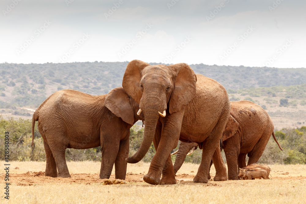 Fototapeta premium African elephant walking towards you