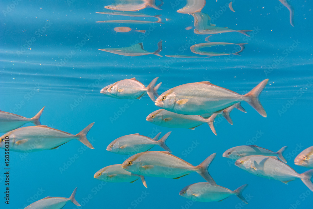 Naklejka premium School of greater amberjack (Seriola dumerili). Pelješac, Croatia.