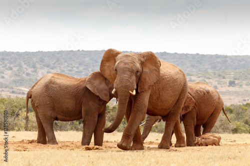 African elephant walking towards you
