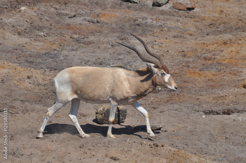 Impala