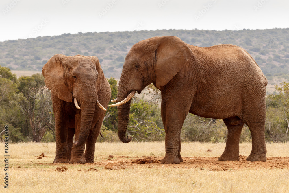 African elephants staring at each other