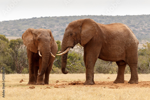 African elephants staring at each other