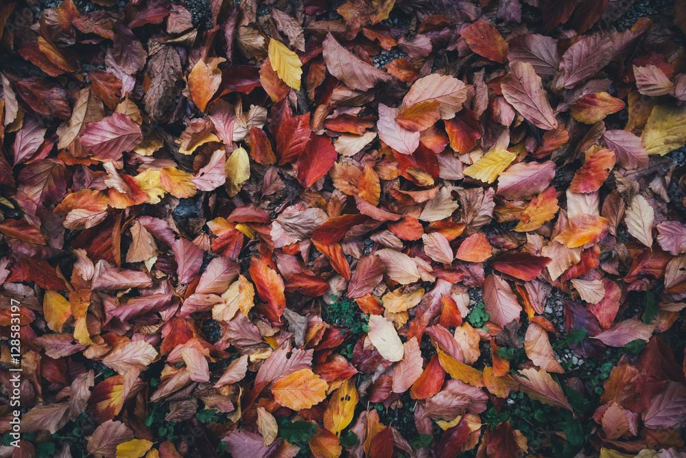 Autumn Leaves Lying On the Ground