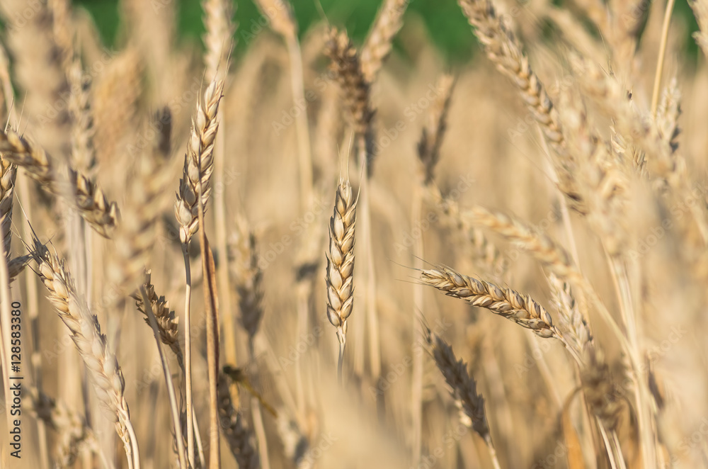 Obraz premium organic golden ripe ears of wheat in field