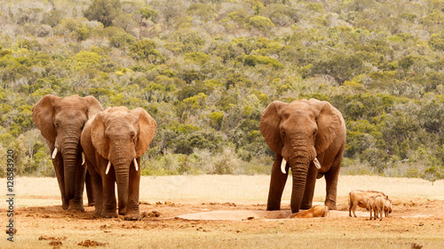 Bush Elephant looking intense at the warthogs