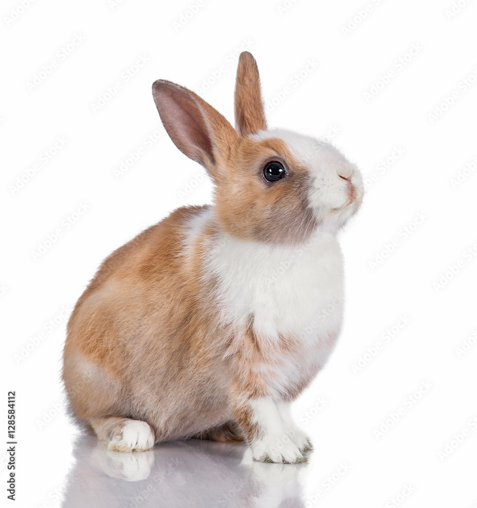Obraz premium Little dwarf rabbit isolated on white 