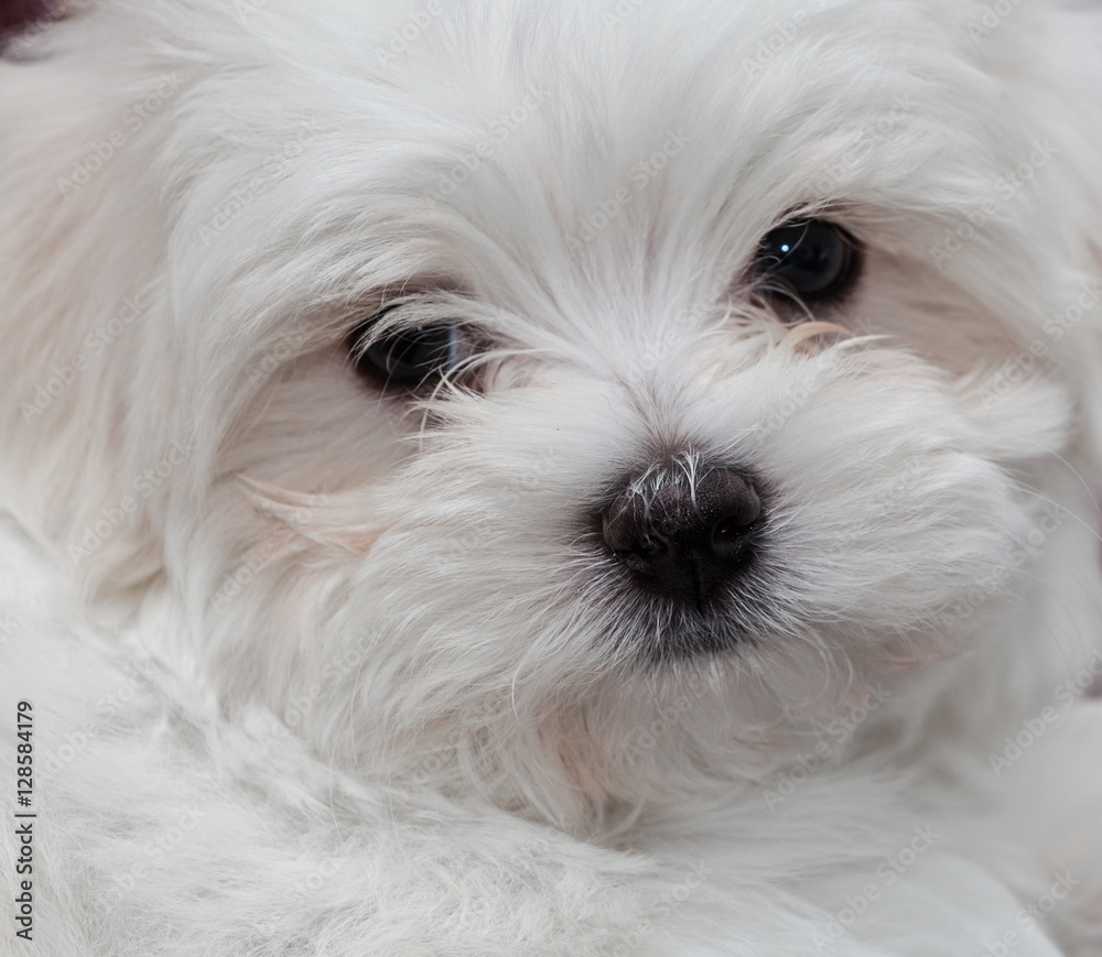 Maltese Puppy Maltese Puppy