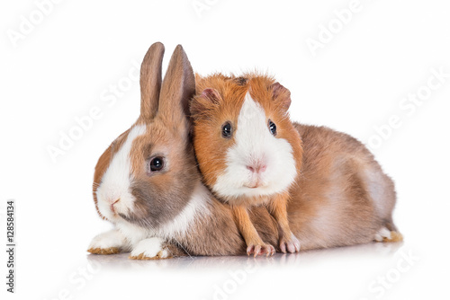 Funny guinea pig with little rabbit isolated on white