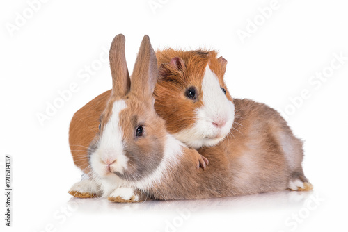 Little dwarf rabbit with guinea pig isolated on white photo