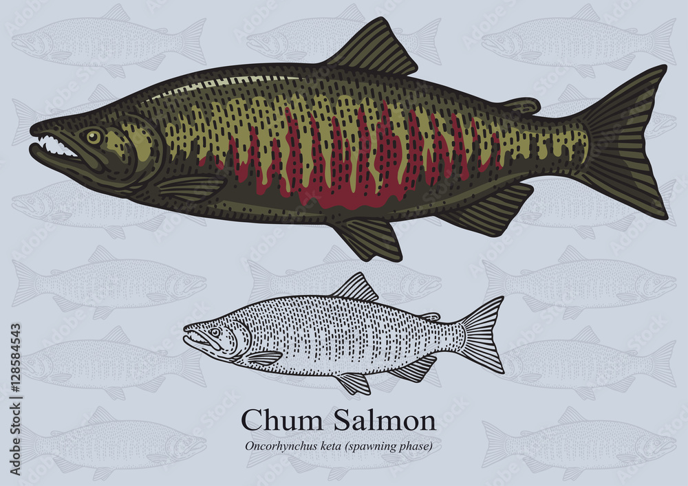 Obraz premium Chum Salmon (Spawning phase). Vector illustration for artwork in small sizes. Suitable for graphic and packaging design, educational examples, web, etc.