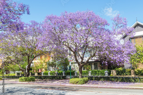 Photos Jacaranda Trees in Subiaco