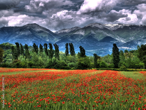paesaggio italiano con campo di papaveri photo