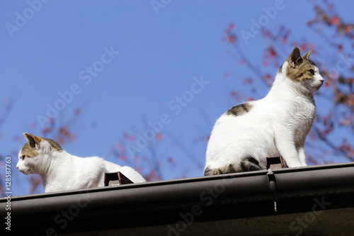 屋根の上の兄弟猫