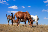 The herd of horses grazing on the pasture. Idyllic scenery with grazing horses