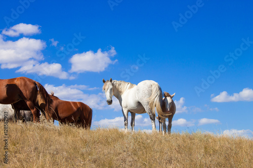 The herd of horses grazing on the pasture. Idyllic scenery with grazing horses