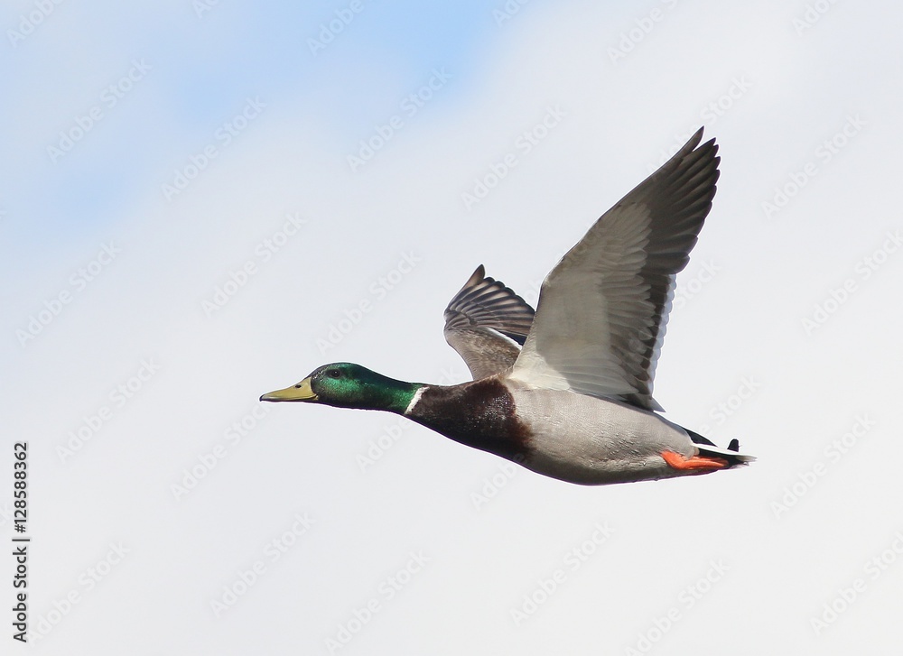 Male wild duck / Mallard drake (Anas platyrhynchos) in fast flight Male wild duck / Mallard drake (Anas platyrhynchos) in fast flight