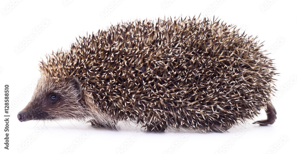 Obraz premium Hedgehog on white.