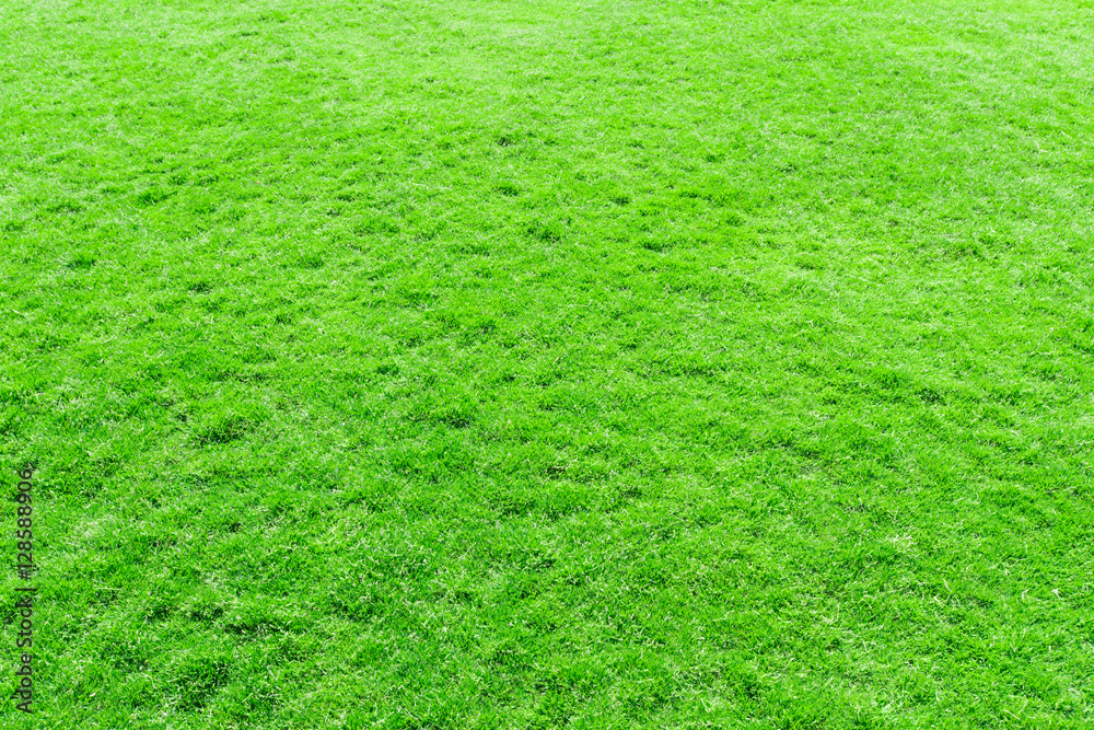 grass texture from a field grass texture from a field