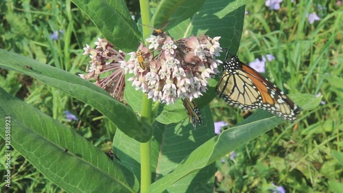 North American Monarch butterflies (Danaus plexippus) on milkweed flowers (Asclepias syriaca) with milkweed tiger moths (Euchaetes egle) and a goldenrod soldier beetle (Chauliognathus pensylvanicus photo