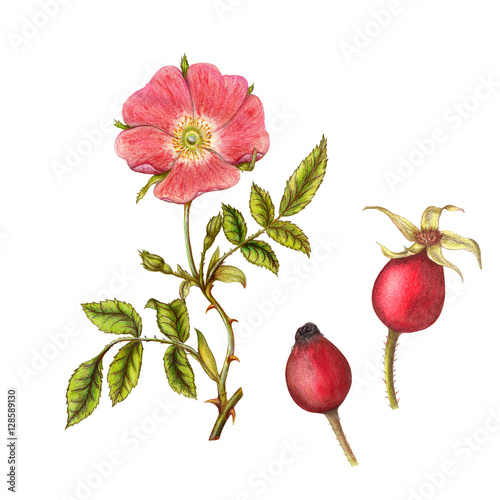 Принти на полотні Isolated botanical illustration of briar