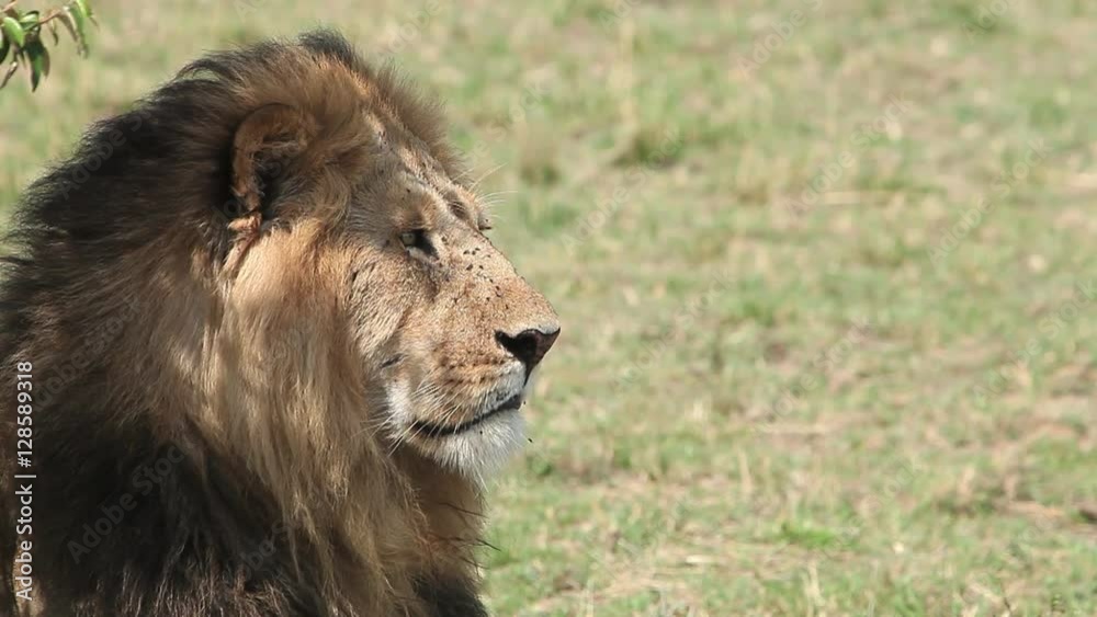 African Lion, panthera leo, Male licking its Nose, Masai Mara Park in Kenya, Real Time African Lion, panthera leo, Male licking its Nose, Masai Mara Park in Kenya, Real Time
