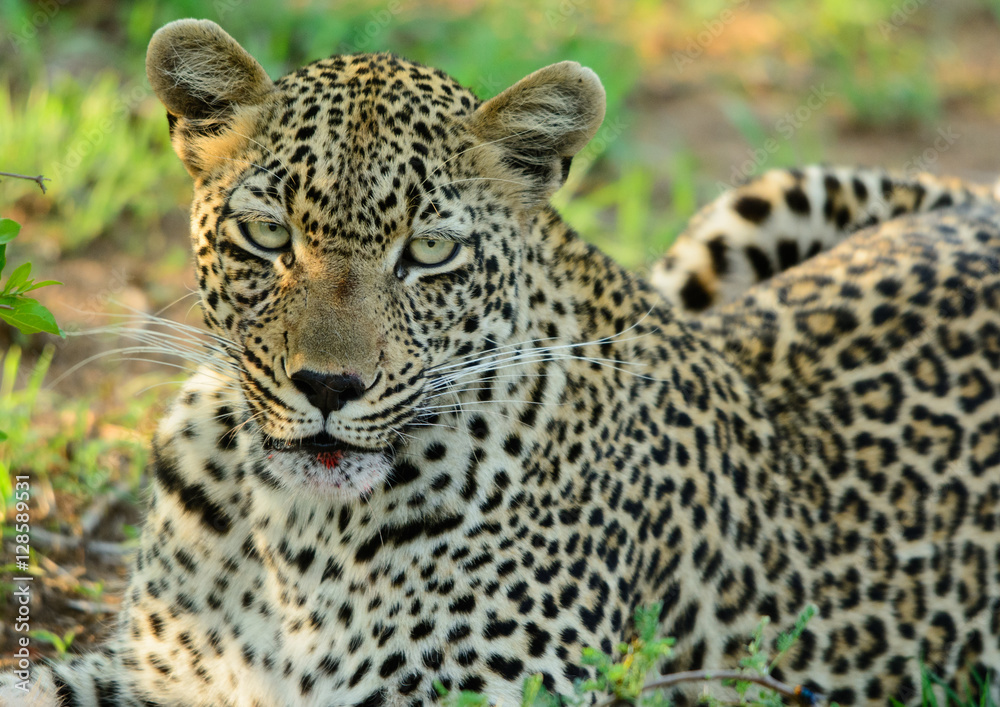 Leopard Close Up, Sabi Sand Game Reserve, South Africa Leopard Close Up, Sabi Sand Game Reserve, South Africa
