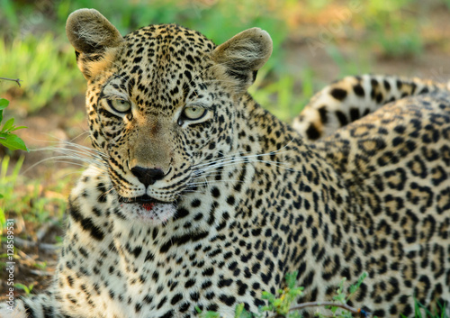 Leopard Close Up  Sabi Sand Game Reserve  South Africa