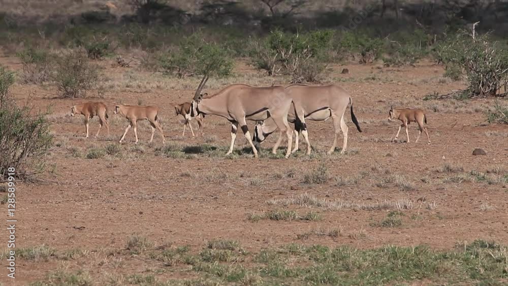 Beisa Oryx, oryx beisa, Group with Adults and Calf walking through Savanna, Masai Mara Park in Kenya, Real Time Beisa Oryx, oryx beisa, Group with Adults and Calf walking through Savanna, Masai Mara Park in Kenya, Real Time