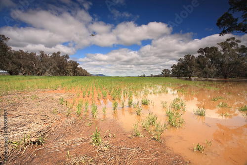 Flooded crops in Central West NSW photo