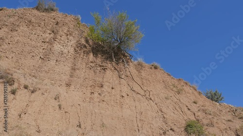 Sandy rock with a lonely green tree. Crimea. Zelenogorie. photo