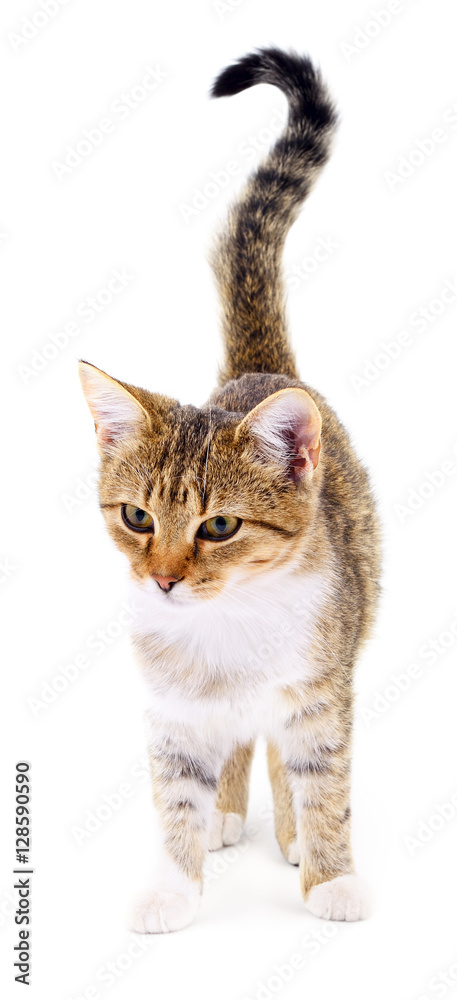 Kitten on white background.