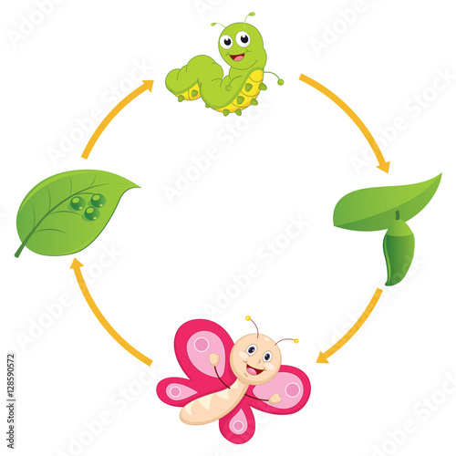 Vector Illustration of Cartoon Life Cycle of Butterfly
