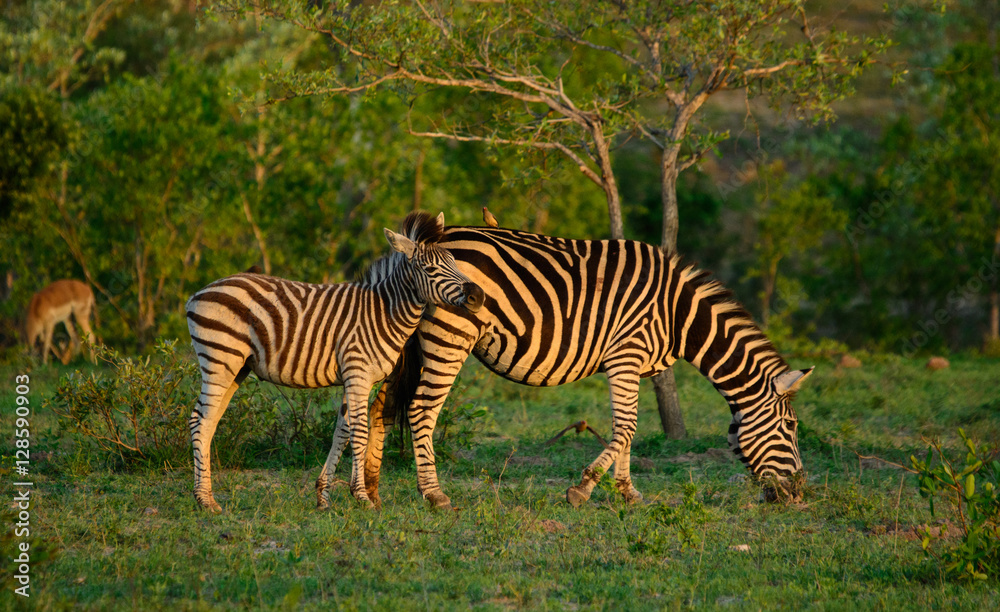 Zebra Mare & Foal, Sabi Sand Game Reserve, South Africa Zebra Mare & Foal, Sabi Sand Game Reserve, South Africa