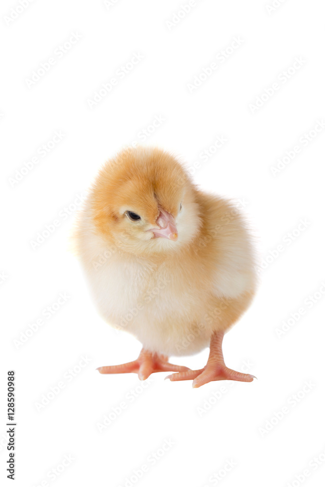 Fototapeta premium the little chicken